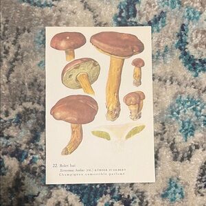 🖤 5/$25 Vintage Mushroom Illustration Print